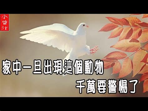 小鳥死在家門口